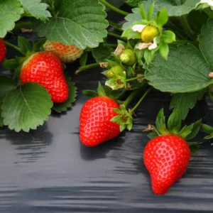 Everbearing Ozark Beauty Strawberry Plants 10 Bare Root Plants Strawberry Bareroots for Planting