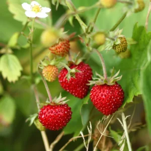 Everbearing Ozark Beauty Strawberry Plants 10 Bare Root Plants Strawberry Bareroots for Planting