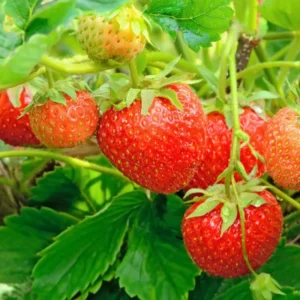 Quinalt Everbearing Strawberry 10 Bare Root Plants - Huge Fruit Size Strawberry Bareroots for Planting