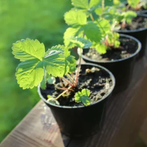 Quinalt Everbearing Strawberry 25 Bare Root Plants - Huge Fruit Size Strawberry Bareroots for Planting