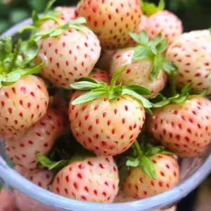 White Carolina Pineberry Plants - 25 Roots -Bareroot-Pineapple/Strawberry Flavor Strawberry Bareroots for Planting