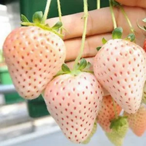 White Carolina Pineberry Plants - 25 Roots -Bareroot-Pineapple/Strawberry Flavor Strawberry Bareroots for Planting