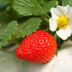 Quinalt Everbearing Strawberry 10 Bare Root Plants - Huge Fruit Size Strawberry Bareroots for Planting