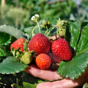 Quinalt Everbearing Strawberry 25 Bare Root Plants - Huge Fruit Size Strawberry Bareroots for Planting