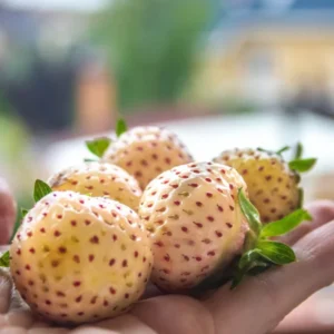 White Carolina Pineberry Plants - 25 Roots -Bareroot-Pineapple/Strawberry Flavor Strawberry Bareroots for Planting