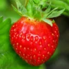 Quinalt Everbearing Strawberry 25 Bare Root Plants - Huge Fruit Size Strawberry Bareroots for Planting
