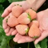 White Carolina Pineberry Plants - 10 Roots -Bareroot-Pineapple/Strawberry Flavor Strawberry Bareroots for Planting