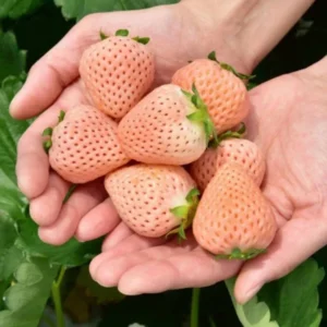 White Carolina Pineberry Plants - 10 Roots -Bareroot-Pineapple/Strawberry Flavor Strawberry Bareroots for Planting