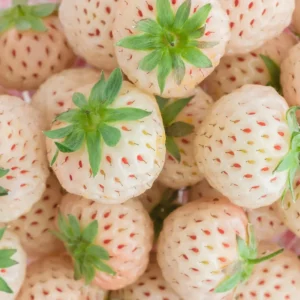 White Carolina Pineberry Plants - 25 Roots -Bareroot-Pineapple/Strawberry Flavor Strawberry Bareroots for Planting