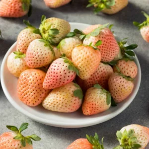 White Carolina Pineberry Plants - 50 Roots -Bareroot-Pineapple/Strawberry Flavor Strawberry Bareroots for Planting