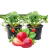 4 Ozark Beauty Strawberry Plants, 4 Inch Pot, 2 Plant Per Pot, Strawberry Plants Live for Planting, Bareroot Strawberries, Bare Root Strawberry Plants