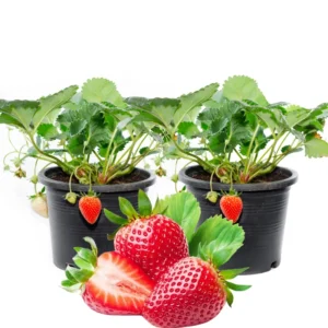 4 Ozark Beauty Strawberry Plants, 4 Inch Pot, 2 Plant Per Pot, Strawberry Plants Live for Planting, Bareroot Strawberries, Bare Root Strawberry Plants