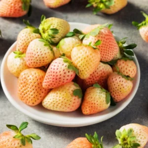 White Carolina Pineberry Plants - 50 Roots -Bareroot-Pineapple/Strawberry Flavor Strawberry Bareroots for Planting