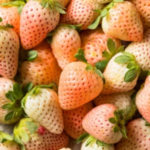 White Carolina Pineberry Plants - 50 Roots -Bareroot-Pineapple/Strawberry Flavor Strawberry Bareroots for Planting