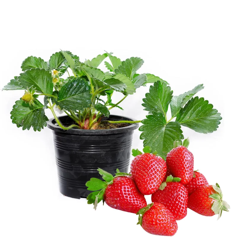 2 Ozark Beauty Strawberry Plants, 4 Inch Pot, Strawberry Plants Live for Planting, Bareroot Strawberries, Bare Root Strawberry Plants