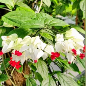 White Red Bleeding Heart Vine Plant - In 4 Inch Pot - Clerodendrum Bleeding Heart Plant Indoors Outdoors