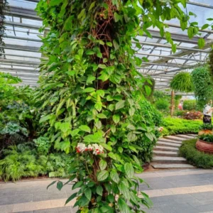 White Red Bleeding Heart Vine Plant - In 4 Inch Pot - Clerodendrum Bleeding Heart Plant Indoors Outdoors
