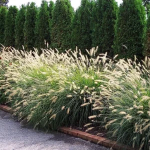 Hameln Dwarf Fountain Grass Plant Live - In 4 Inch Pot - Ornamental Grass Live Plant