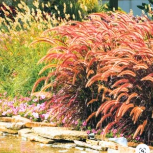 Red Fountain Grass Plant Live - Ornamental Grass Live Plant In 4 Inch Pot - Red Grass Clump