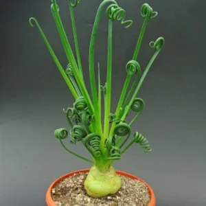 Albuca Spiralis Frizzle Sizzle Succulent Plant - Live Rare 2 Bulb Houseplant for Home Garden