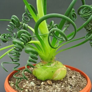 Albuca Spiralis Frizzle Sizzle Succulent Plant - Live Rare 2 Bulb Houseplant for Home Garden