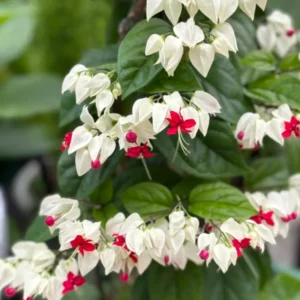 Clerodendrum Bleeding Heart Vine Live Plant - White Red Flowers - 4 Inch Pot for Garden or Home