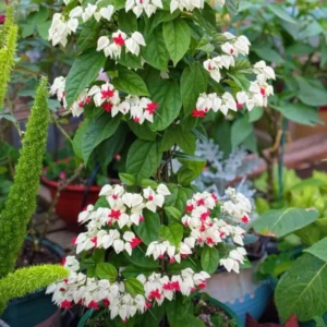 Clerodendrum Bleeding Heart Vine Live Plant - White Red Flowers - 4 Inch Pot for Garden or Home