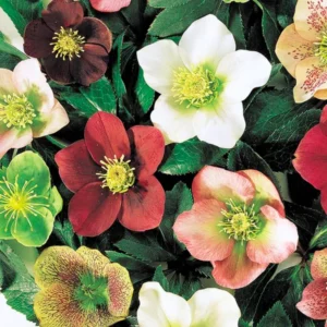 Hellebore Live Plant, Royal Heritage Helleborus Lenten Rose Potted Flower in 2.5 Inch Container