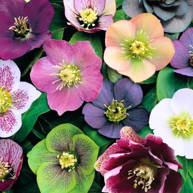 Hellebore Live Plant, Royal Heritage Helleborus Lenten Rose Potted Flower in 2.5 Inch Container