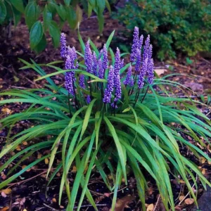 Purple Lilyturf Live Plant - Liriope Muscari in Gallon Pot for Ornamental Groundcover - Ornamental Grass