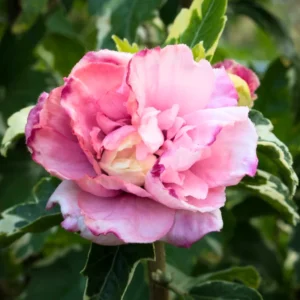 Rose of Sharon Plant Live - Althea Hibiscus Live Plant In 4 Inch Pot - Hibiscus Flowers