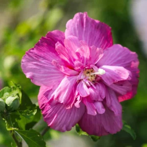 Rose of Sharon Plant Live - Althea Hibiscus Live Plant In 4 Inch Pot - Hibiscus Flowers