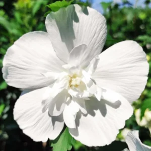Rose of Sharon Plant Live - Althea Hibiscus Live Plant In 4 Inch Pot - Hibiscus Flowers