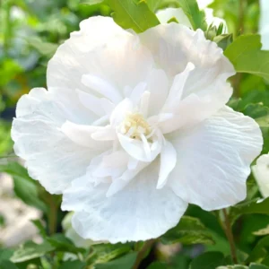 Rose of Sharon Plant Live For Planting - Althea Hibiscus Bush Live In 4 Inch Pot - Hibiscus Syriacus Flowers