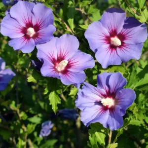Rose of Sharon Plant Live - Althea Hibiscus Live Plant In 4 Inch Pot - Hibiscus Flowers