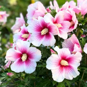 Rose of Sharon Plant Live For Planting - Althea Hibiscus Bush Live In 4 Inch Pot - Hibiscus Syriacus Flowers