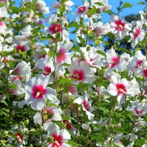 Rose of Sharon Plant Live - Althea Hibiscus Live Plant In 4 Inch Pot - Hibiscus Flowers