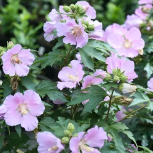 Rose of Sharon Plant Live - Althea Hibiscus Live Plant In 4 Inch Pot - Hibiscus Flowers