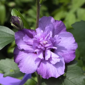 Rose of Sharon Plant Live For Planting - Althea Hibiscus Bush Live In 4 Inch Pot - Hibiscus Syriacus Flowers