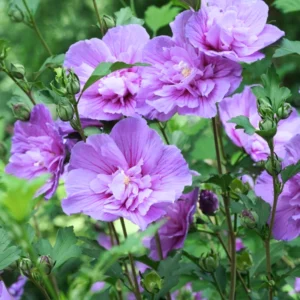 Rose of Sharon Plant Live - Althea Hibiscus Live Plant In 4 Inch Pot - Hibiscus Flowers
