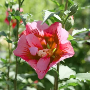 Rose of Sharon Plant Live For Planting - Althea Hibiscus Bush Live In 4 Inch Pot - Hibiscus Syriacus Flowers