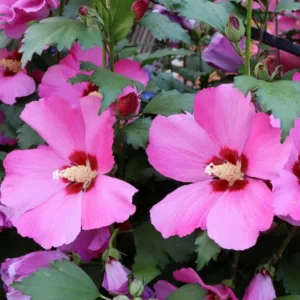 Rose of Sharon Plant Live For Planting - Althea Hibiscus Bush Live In 4 Inch Pot - Hibiscus Syriacus Flowers