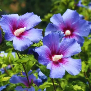 Rose of Sharon Plant Live For Planting - Althea Hibiscus Bush Live In 4 Inch Pot - Hibiscus Syriacus Flowers
