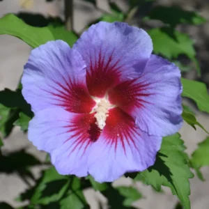 Rose of Sharon Plant Live For Planting - Althea Hibiscus Bush Live In 4 Inch Pot - Hibiscus Syriacus Flowers