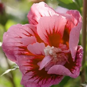 Rose of Sharon Plant Live - Althea Hibiscus Live Plant In 4 Inch Pot - Hibiscus Flowers