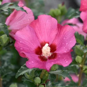 Rose of Sharon Plant Live - Althea Hibiscus Live Plant In 4 Inch Pot - Hibiscus Flowers