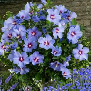 Rose of Sharon Plant Live For Planting - Althea Hibiscus Bush Live In 4 Inch Pot - Hibiscus Syriacus Flowers