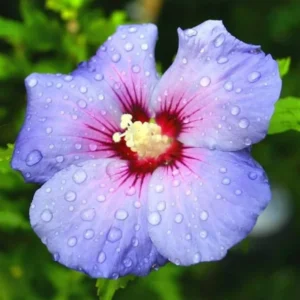 Rose of Sharon Plant Live - Althea Hibiscus Live Plant In 4 Inch Pot - Hibiscus Flowers