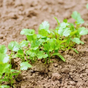 Cilantro Plants Live for Planting - 3 Healthy Cilantro Vegetable Plants (4-6 inches Tall)