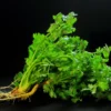 Cilantro Plants Live for Planting - 3 Healthy Cilantro Vegetable Plants (4-6 inches Tall)